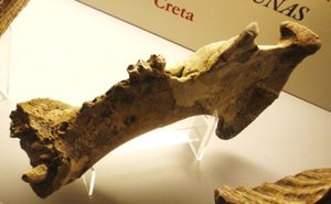 시칠리아 왜소 하마