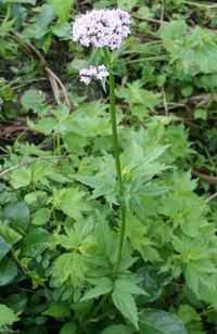 쥐오줌풀(이부키 산, 6월)