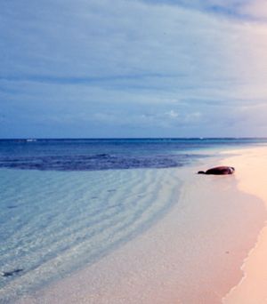 하와이 라이샌 해변의 모래 연흔. 연안 퇴적물 수송은 해안을 따라 고르게 간격을 둔 이 연흔을 만들어낸다. 크기 비교를 위해 몽크바다표범이 있다.