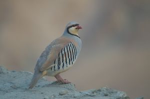 창라, 라다크에 있는 추카