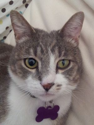 외상으로 인한 고양이의 좌측 호너 증후군, 왼쪽 동공의 축동을 보여준다.