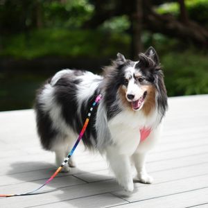 블루 멀 셔틀랜드 쉽도그