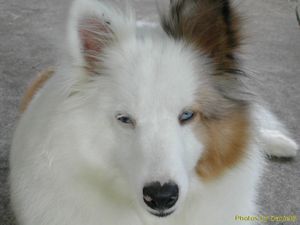 이 하얀 셔틀랜드 시프도그는 꼿꼿한 귀, 과도한 흰색 (이중 머렐로 인해), 소안구증, 코의 분홍색 반점 등 몇 가지 형태적 결함이 있다. 이 개는 번식용으로 간주되지 않는다.