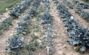 배추밭에서 식물의 시듦 및 황변 현상.