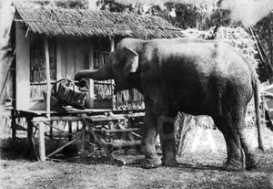 코끼리가 코로 바구니를 집어 드는 모습. 콜린 캠벨이 감독한 영화 A Wise Old Elephant (1913)의 세트 사진, 마가렛 헤릭 도서관.