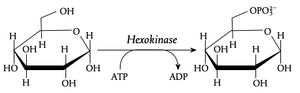 글루코키네이스 및 다른 헥소키네이스에 의해 촉매되는 화학 반응