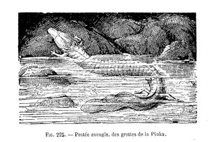 1907년 프랑스 생물학자 가스통 보니에가 묘사한 동굴영원