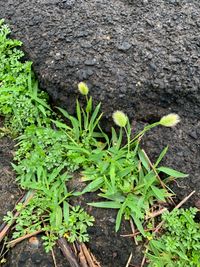 해변 적응형 변종의 갯강아지풀