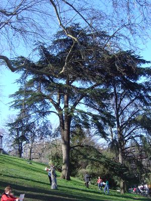 레바논의 삼나무 (Cedrus libani) 뷔트쇼몽 공원