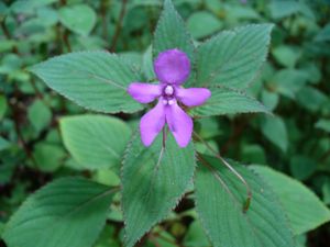 Impatiens zombensis