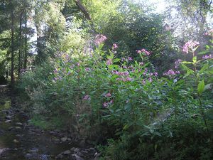 히말라야 발삼(I. glandulifera)이 헤세의 개울을 따라 서식지를 침범하고 있음