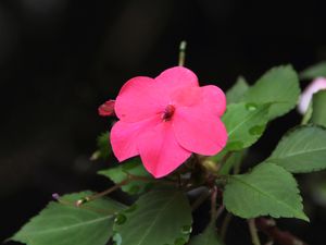 봉선화(Impatiens walleriana)
