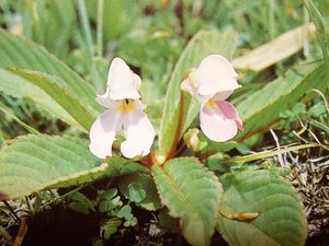 물봉선 로술라타