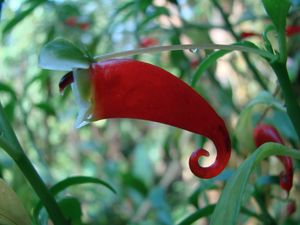 물봉선 포우시덴타타