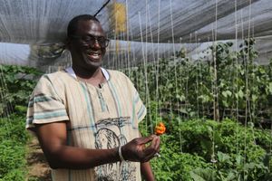 Sidibé Agro-techniques 온실에서 고추를 들고 있는 남자.