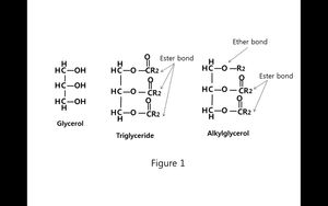 글리세롤 타입 화합물의 구조