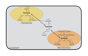 간세포에서 옥살산 및 글리옥실산 대사.AGT1 및 AGT2: 알라닌-글리옥실산 아미노기 전이효소 1 및 2GO: 글리콜산 산화효소GR: 글리옥실산 환원효소HKGA: 4-하이드록시-2-케토글루타르산 분해효소LDH: 젖산 탈수소효소
