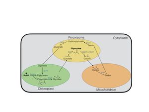 애기장대에서의 광호흡 기본 개요.GGAT: 글리옥실산:글루탐산 아미노전이효소, GLYK: 글리세르산 키나아제, GO: 글리콜산 산화효소, HPR: 하이드록시피루브산 환원효소, PGLP: 포스포글리콜산 포스파타아제, Rubisco: 리불로스-1,5-비스인산 카복실레이스/옥시제네이스, SGAT: 세린:글리옥실산 아미노전이효소, SHM: 세린 하이드록시메틸전이효소