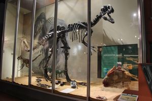 전시된 골격과 화석, 공룡 섬