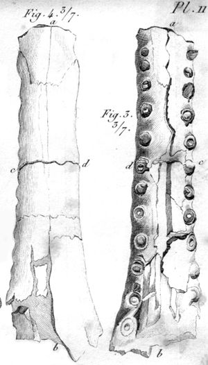 1808년 조르주 퀴비에가 그린 렉토타입 주둥이 앞부분