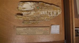 게오사우루스의 모식 표본 두개골