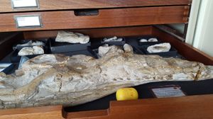 다이팅 지역에서 발견된 G. grandis의 홀로타입 두개골