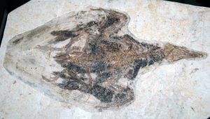 C. sanctus 표본, 신시내티 자연사 과학 박물관; 표본은 전 세계로 배포되었다.