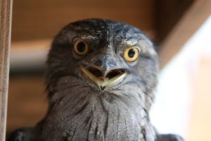 살쾡이와 같이 넓은 입과 큰 턱을 가진 새들은 공자새의 가장 현대적인 유추일 수 있다.