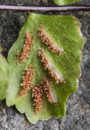 고란초(Asplenium trichomanes)의 포자낭, 얇은 막질의 포막이 한쪽 가장자리에 선형으로 배열되어 있다.