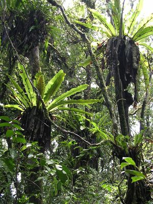 서식지 내의 둥지고사리(Asplenium nidus): 분열되지 않은 잎을 가진 착생식물