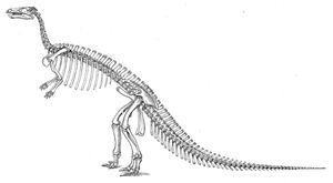 O.C. 마시가 재구성한 역사적인 골격 복원도(현재는 테이오피탈리아로 분류된 유해를 토대로 두개골을 제작)
