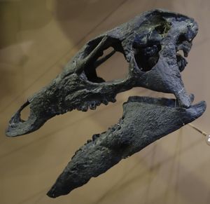 본 캐빈 채석장 서부, 와이오밍에서 발견된 두개골의 모형