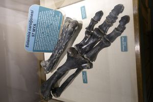 에올람비아의 다리뼈