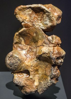 할체고프테릭스 손목뼈 모형