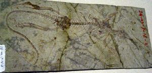 홍콩 과학 박물관에 전시된 Dalinghosaurus longidigitus 화석