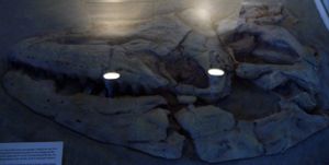 코펜하겐 지질 박물관에 있는 P. currii 두개골 모형