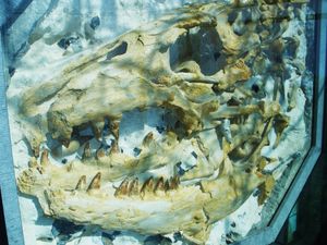 P. saturator의 두개골