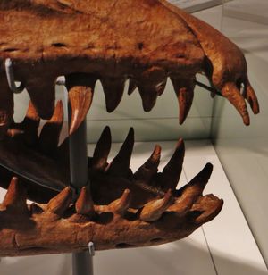 P. solvayi의 치아 확대 사진