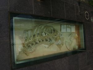 P. saturator의 몸통