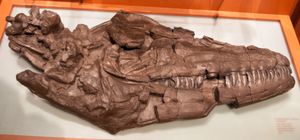 P. overtoni의 두개골