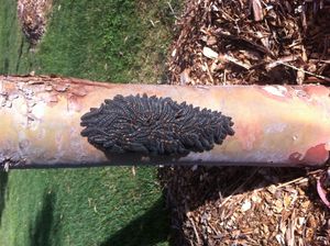 포식자 방어 적응: 스핏파이어 잎벌 유충은 안전을 위해 집단을 이룬다.