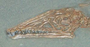 아메리카 자연사 박물관에 소장된 C. liasicus의 두개골 화석 복제품