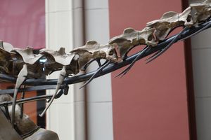 모식 표본의 경추