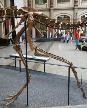 모식 표본의 뒷다리