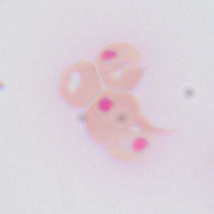 하인츠 소체(고양이, 하인츠 소체 염색)