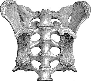 Haplocanthosaurus priscus의 천골