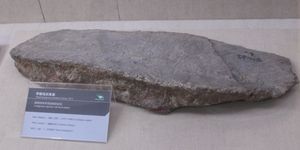 W. homheni의 판, 중국 고생물 박물관