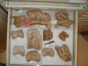 오클라호마 자연사 박물관의 사우로파가낙스 척추뼈 서랍