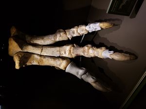 정면에서 본 사우로파가낙스의 뒷발