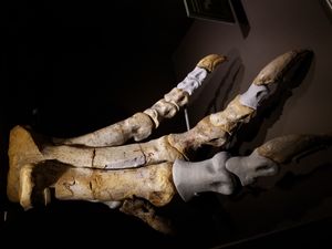 오른쪽에서 본 사우로파가낙스의 뒷발